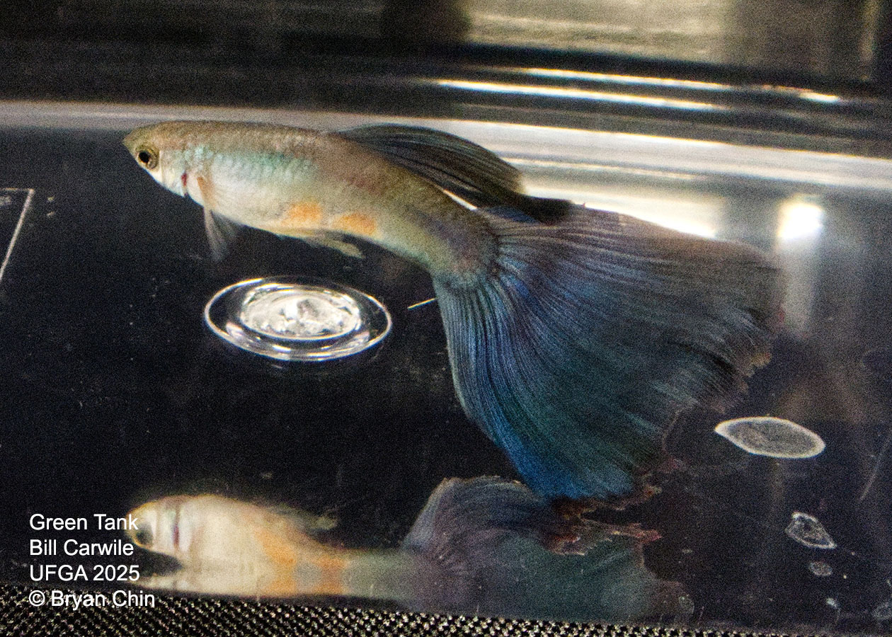 Guppy Green